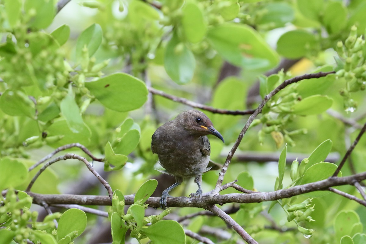 Dusky Myzomela - ML421563631