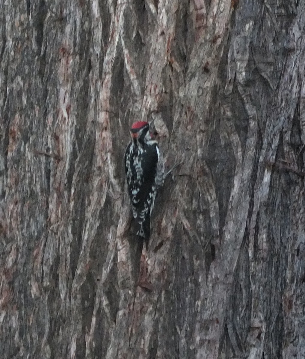 Red-naped Sapsucker - ML42156411