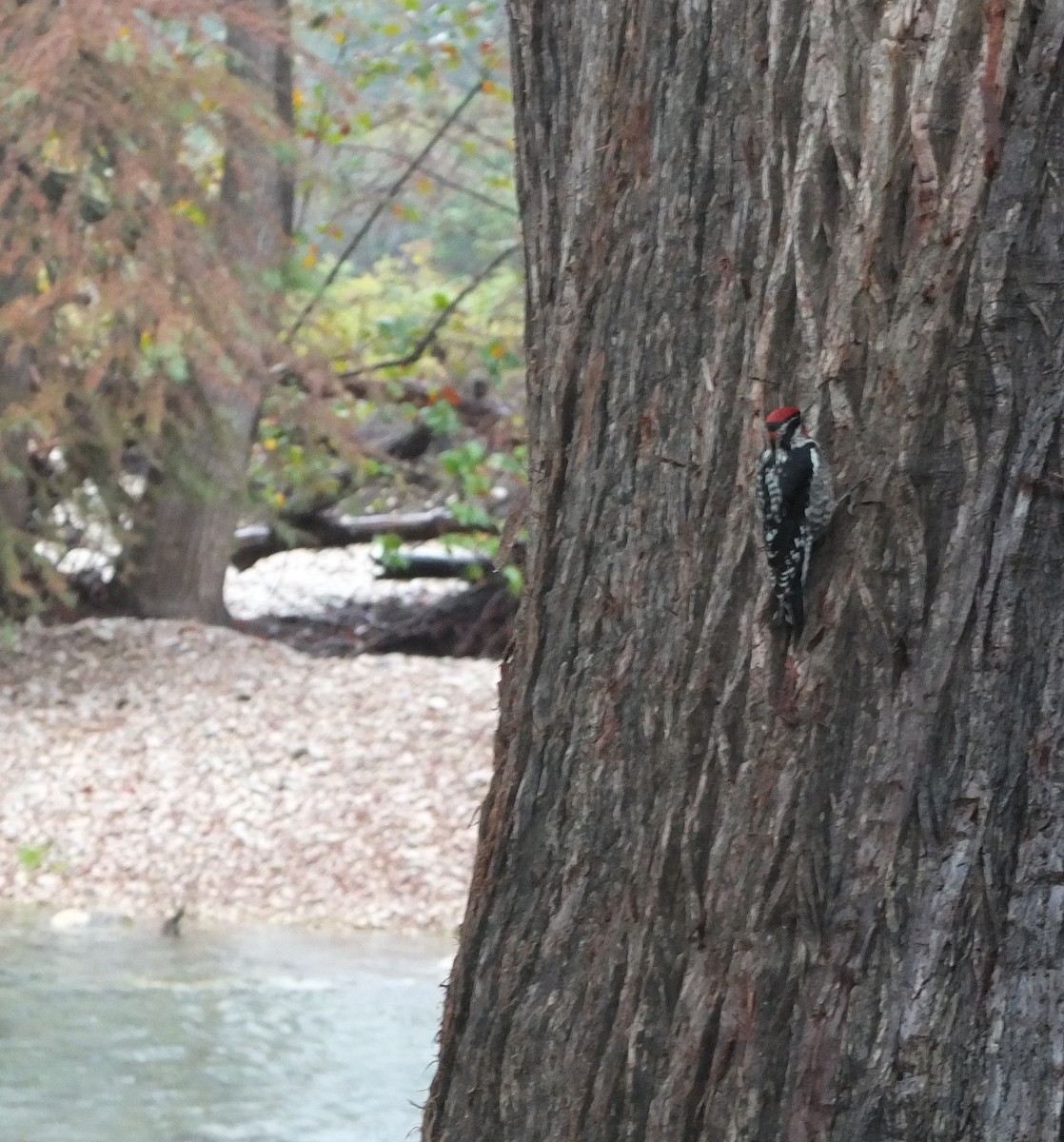 Red-naped Sapsucker - ML42156541