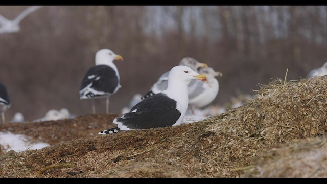 Great Black-backed Gull - ML421569511