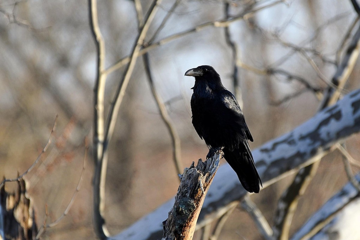 Common Raven - ML421569541