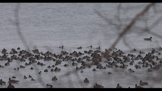 Tufted Duck - ML421570271