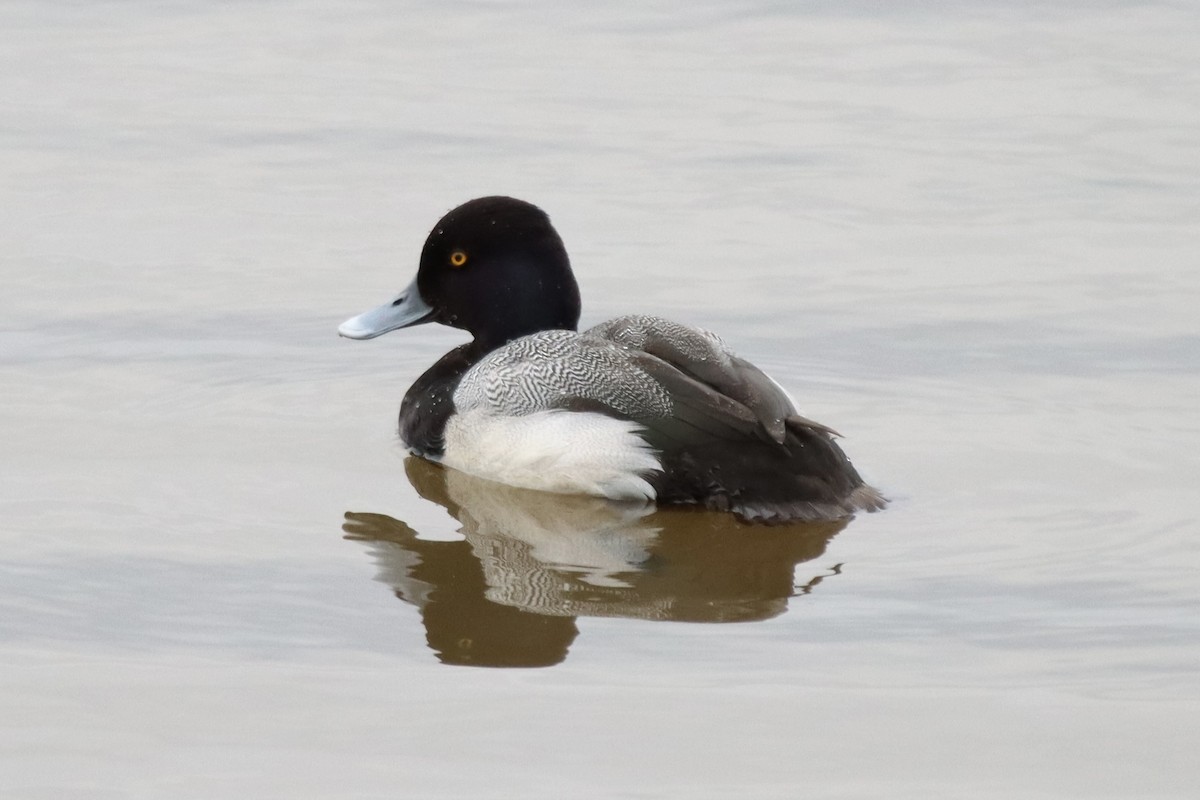 Lesser Scaup - ML421570791