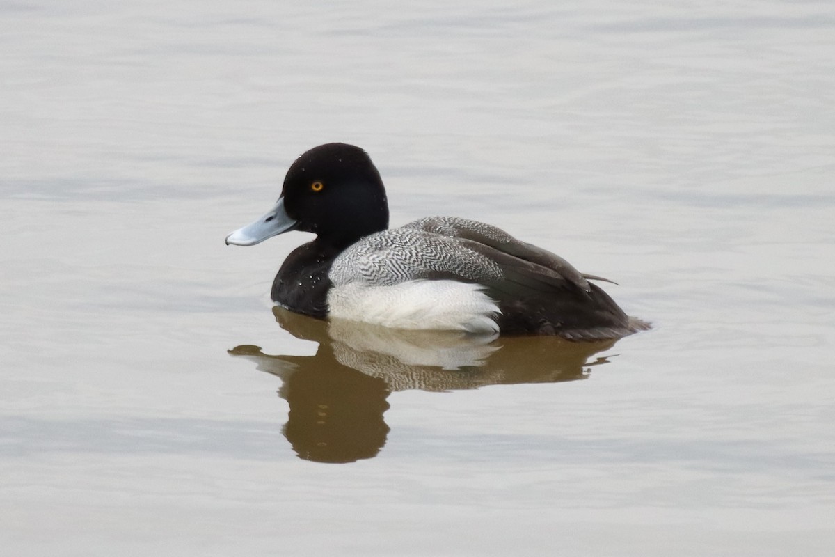 Lesser Scaup - ML421570801