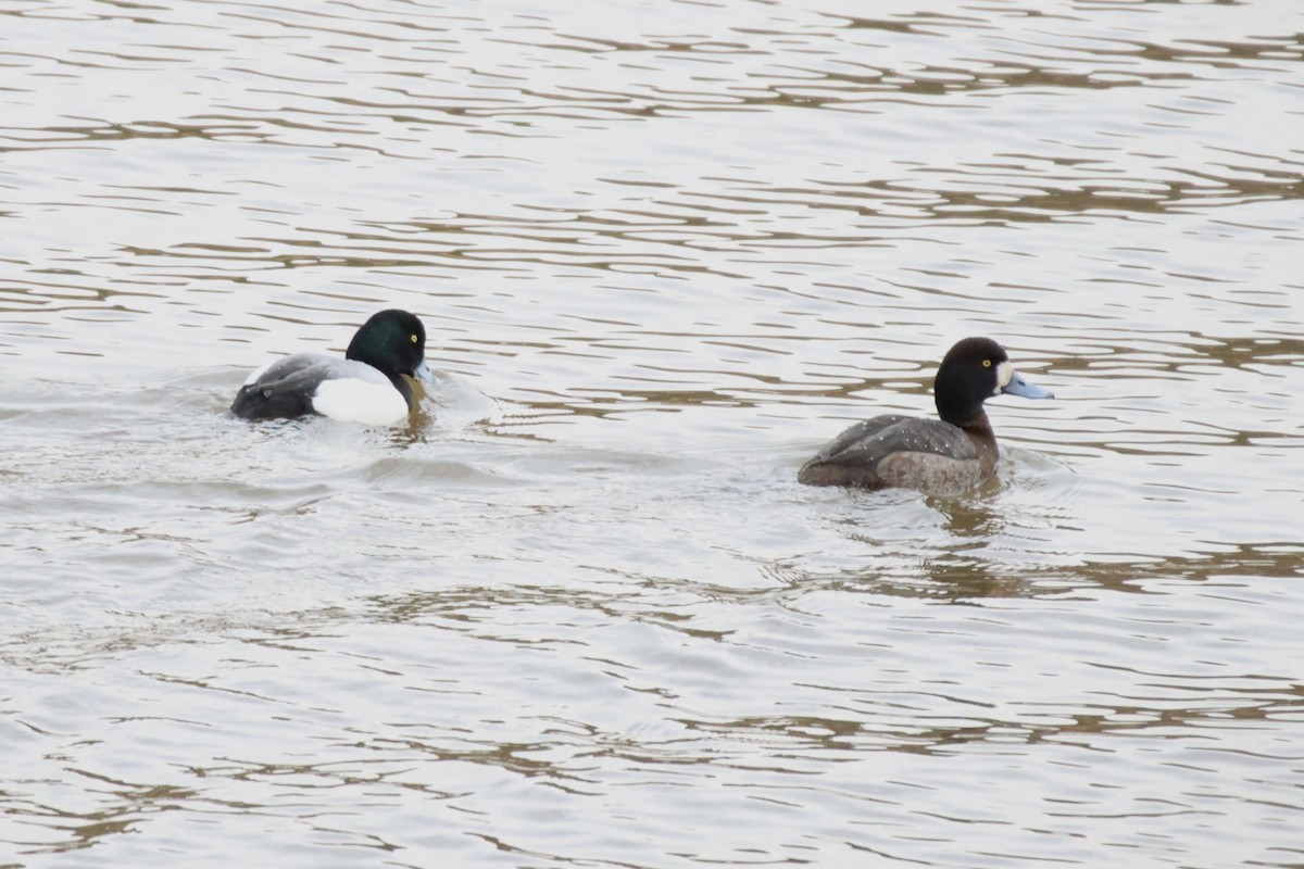 Greater Scaup - ML421571291