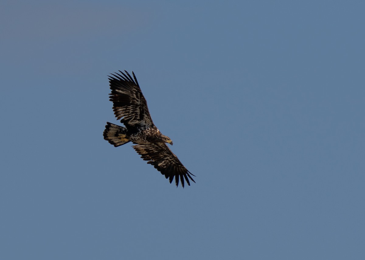 Bald Eagle - ML421571711