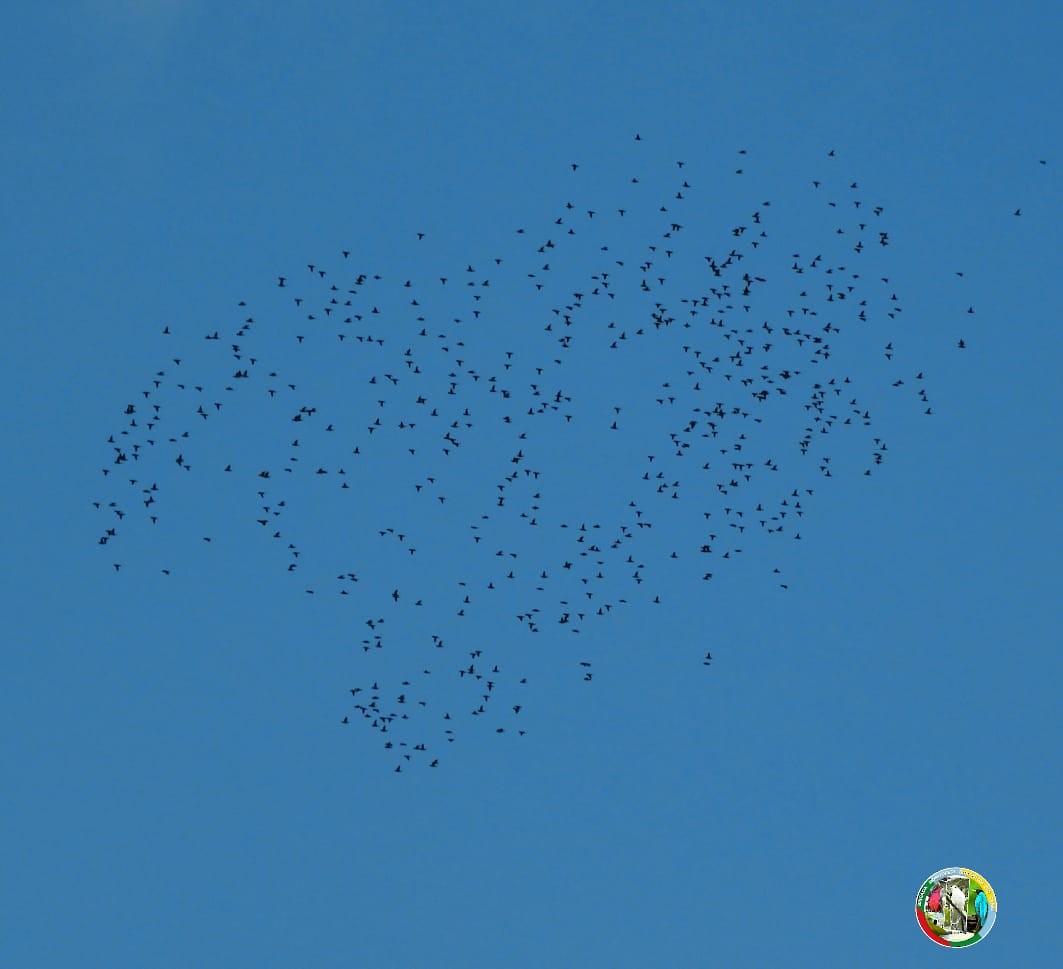 Barred Parakeet - ML421573581