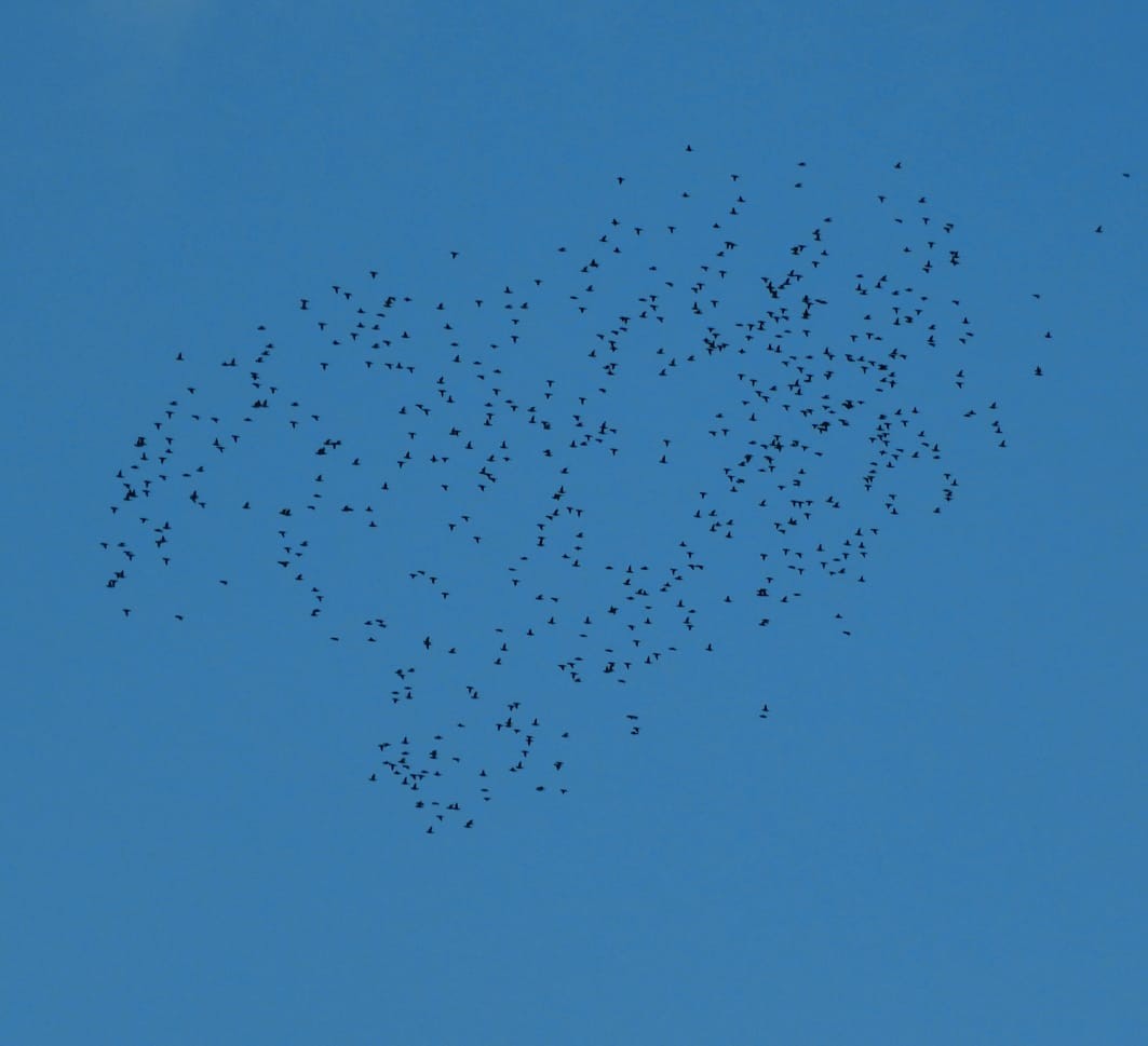 Barred Parakeet - ML421573591