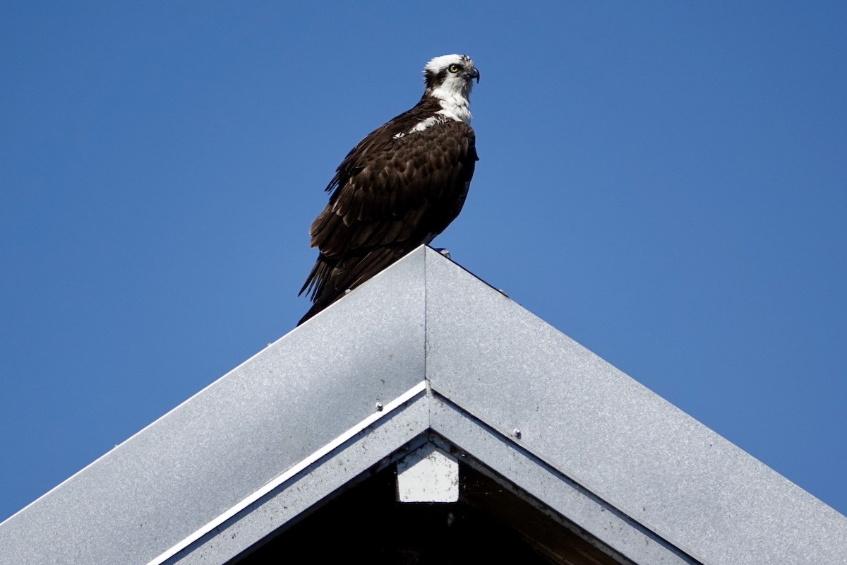 Osprey - Tom Shepard