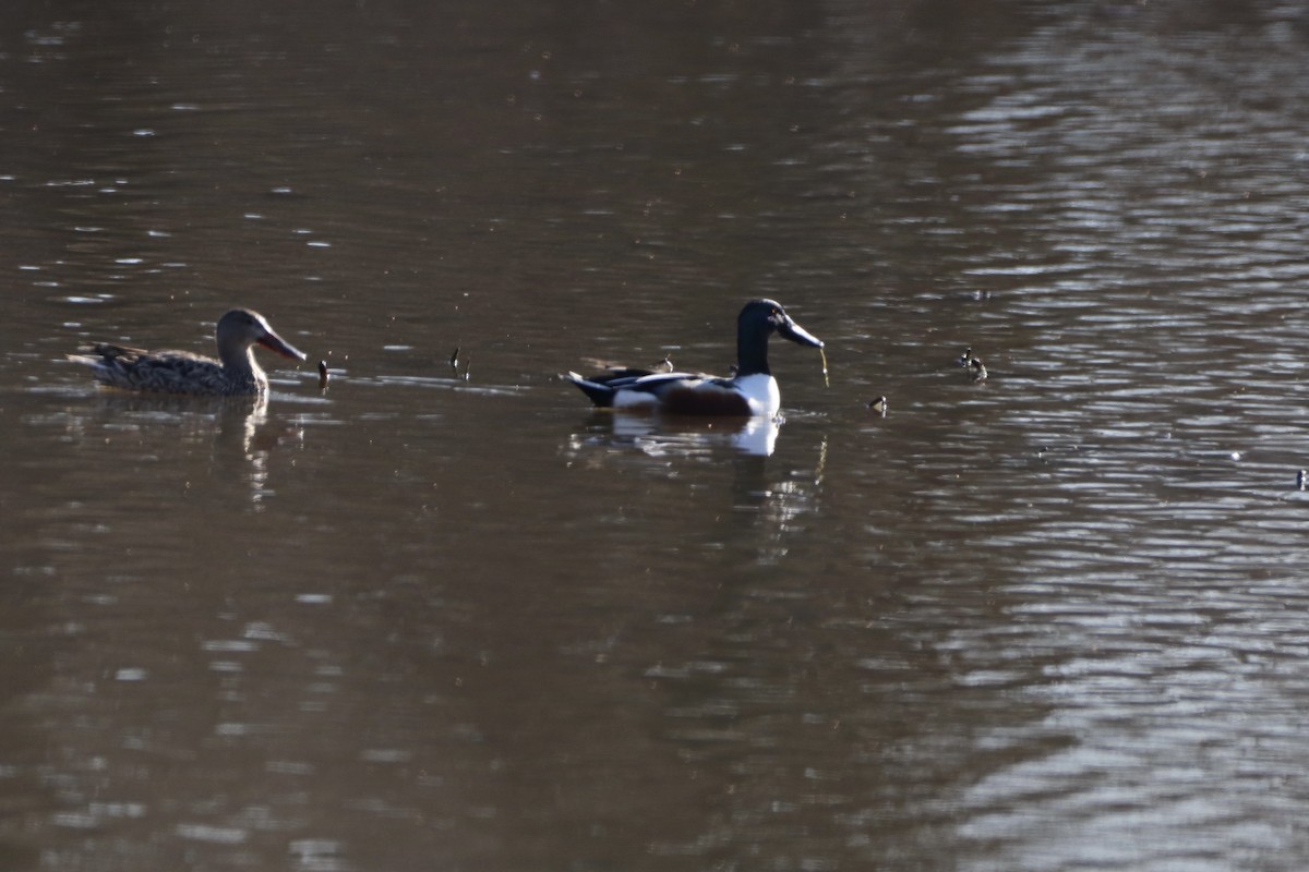 Northern Shoveler - ML421573851