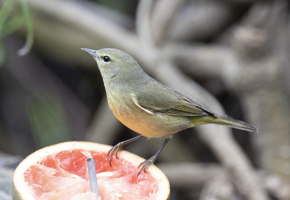 Orange-crowned Warbler - ML421574241