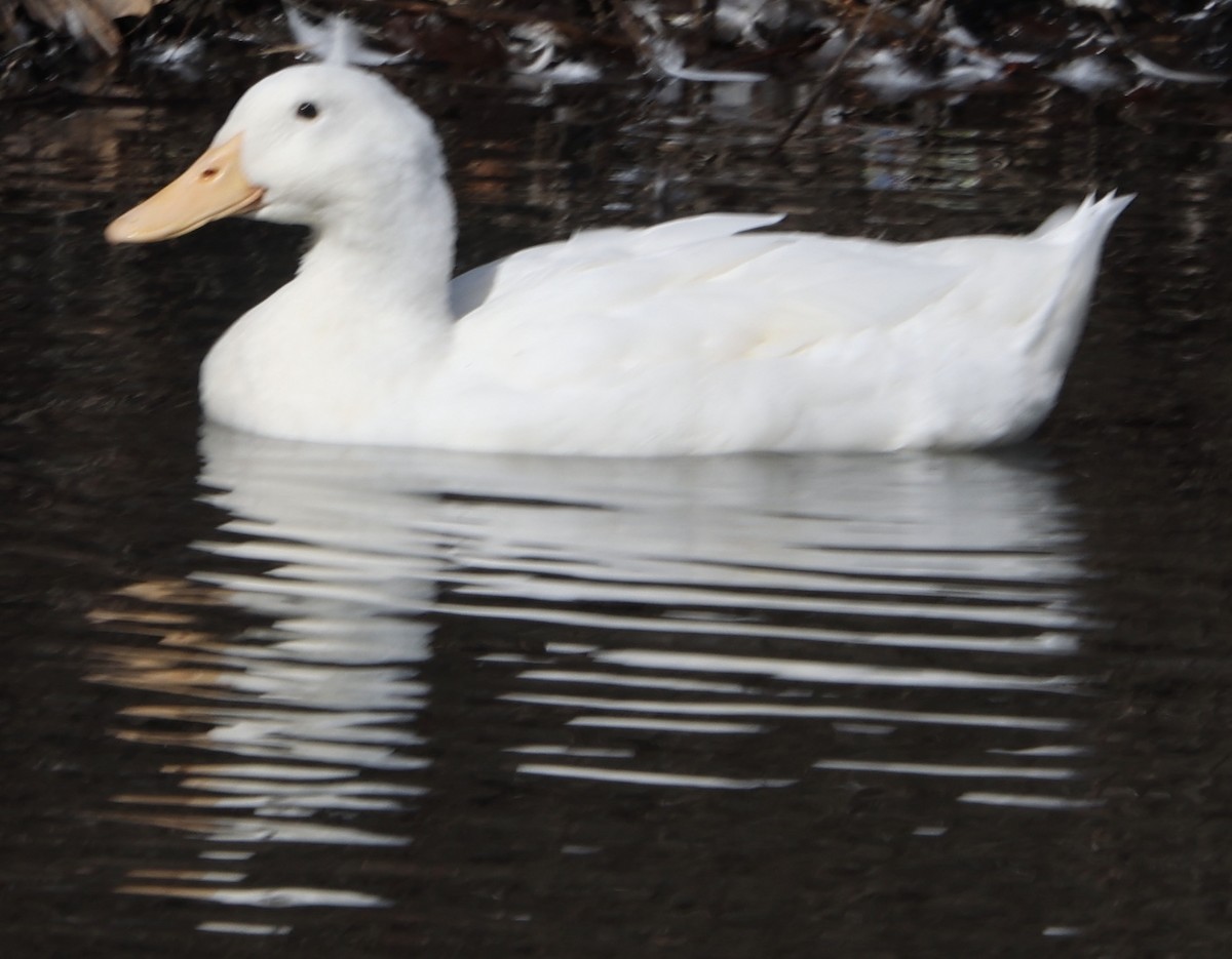 Mallard (Domestic type) - ML421574951