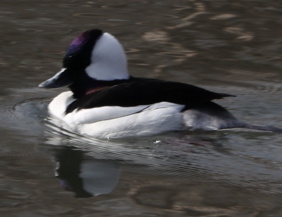 Bufflehead - ML421575811