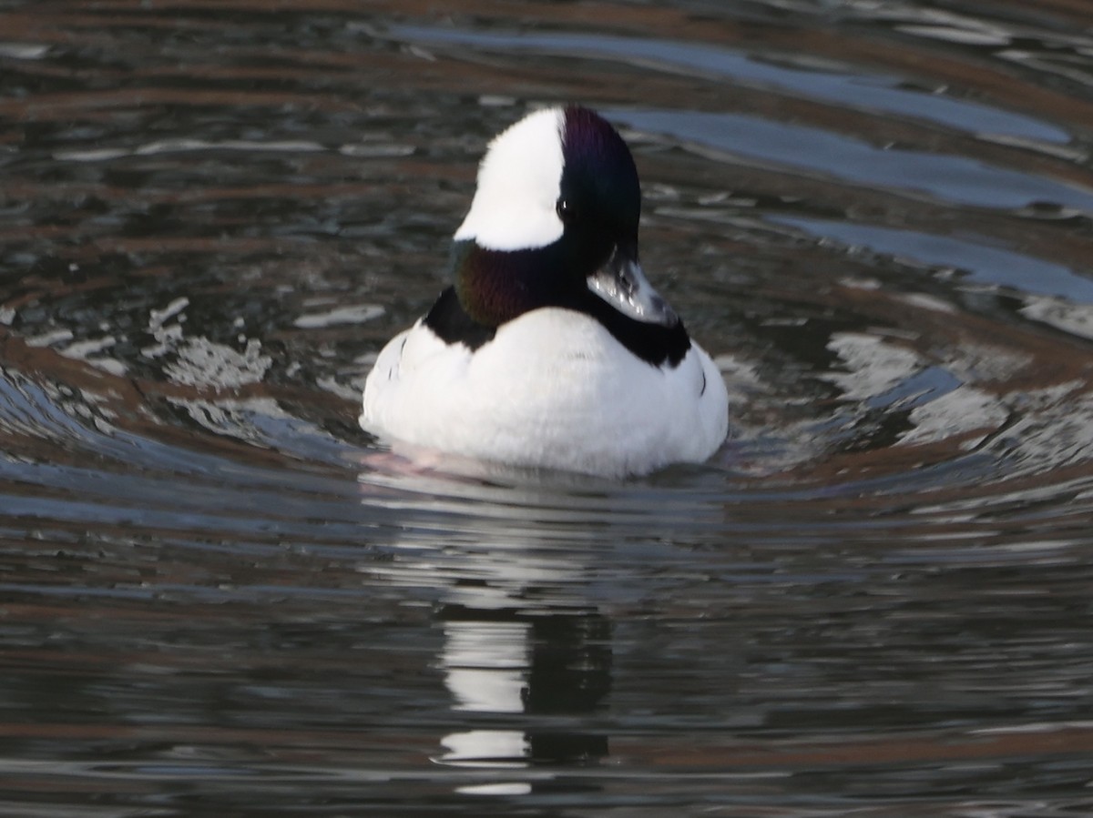 Bufflehead - ML421575821