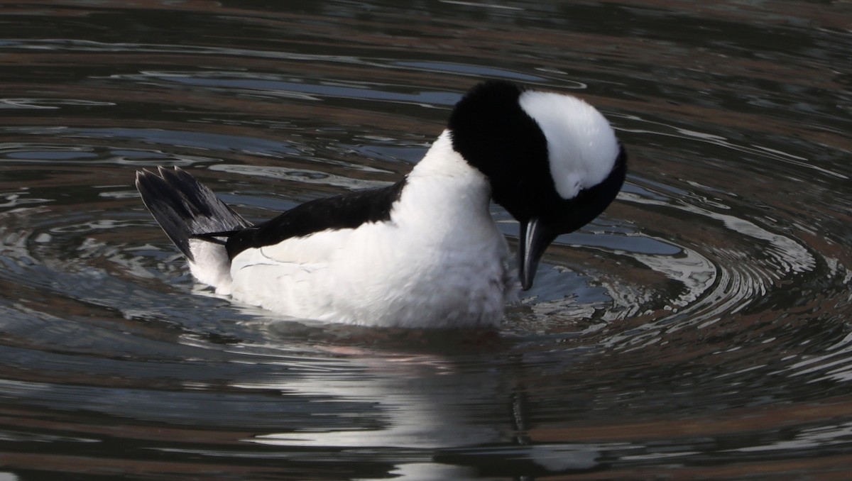 Bufflehead - ML421575831