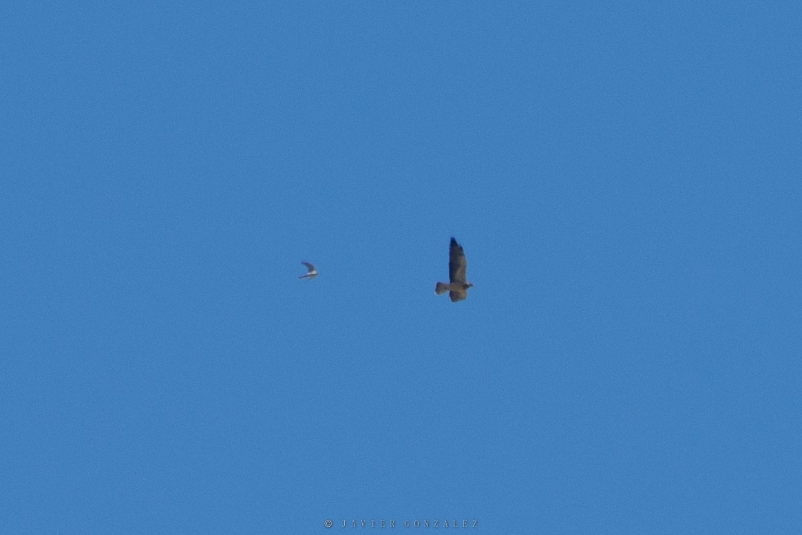 Swainson's Hawk - ML421577231