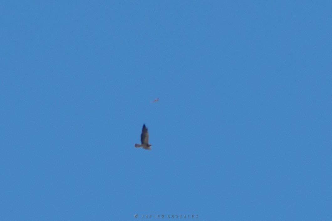 Swainson's Hawk - ML421577261