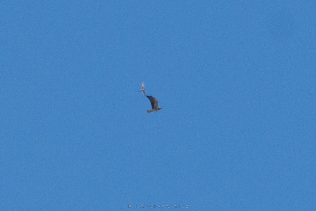 Swainson's Hawk - ML421577281