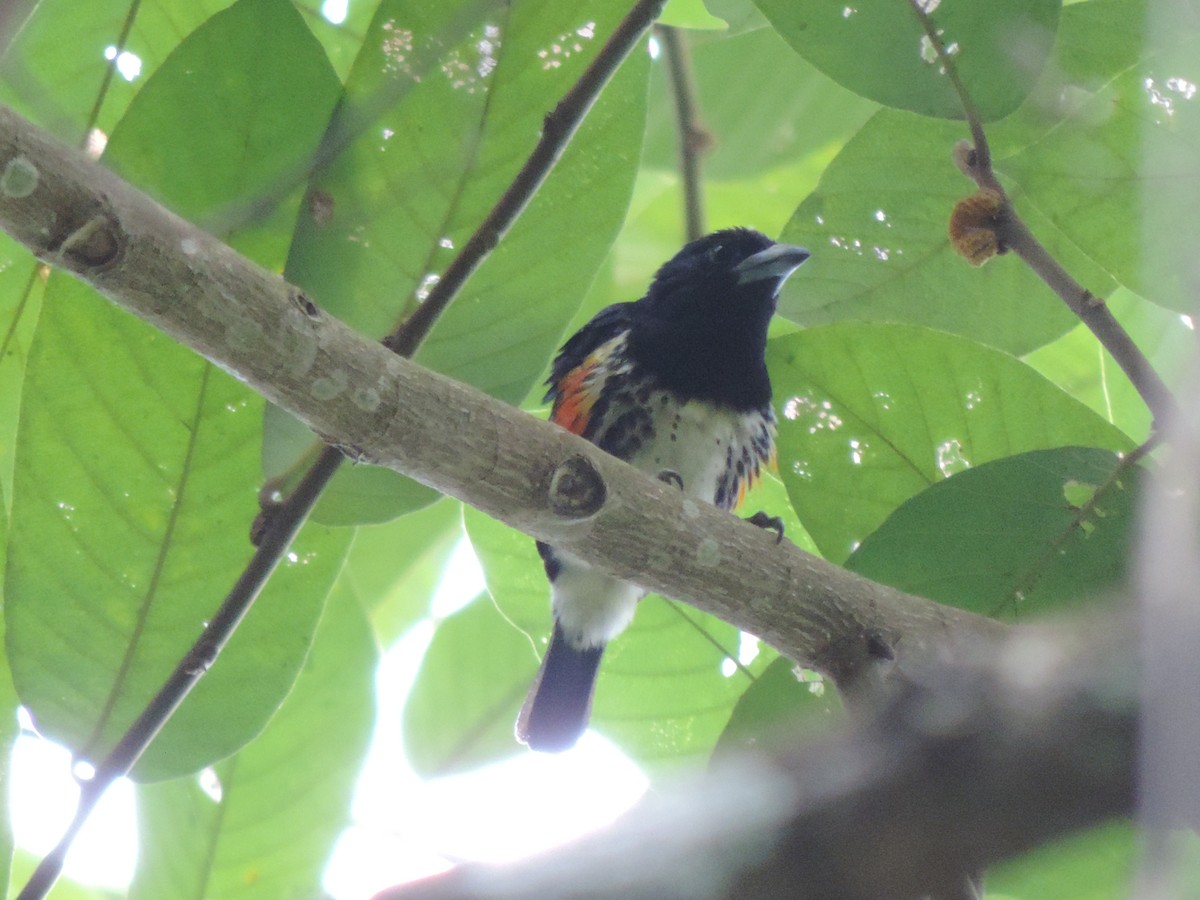 Spot-crowned Barbet - ML421577641