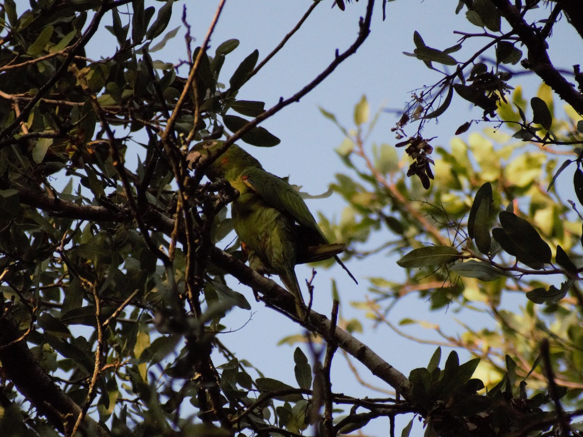 White-eyed Parakeet - ML421578021