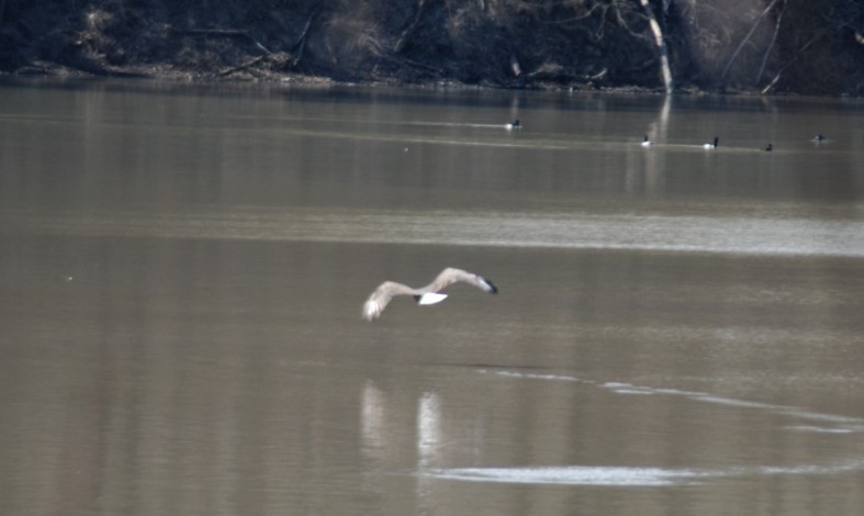 Bald Eagle - ML421579761