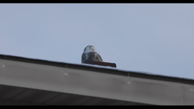 Snowy Owl - ML421580301