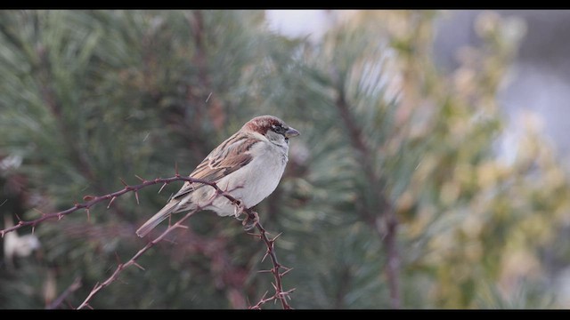 House Sparrow - ML421581681