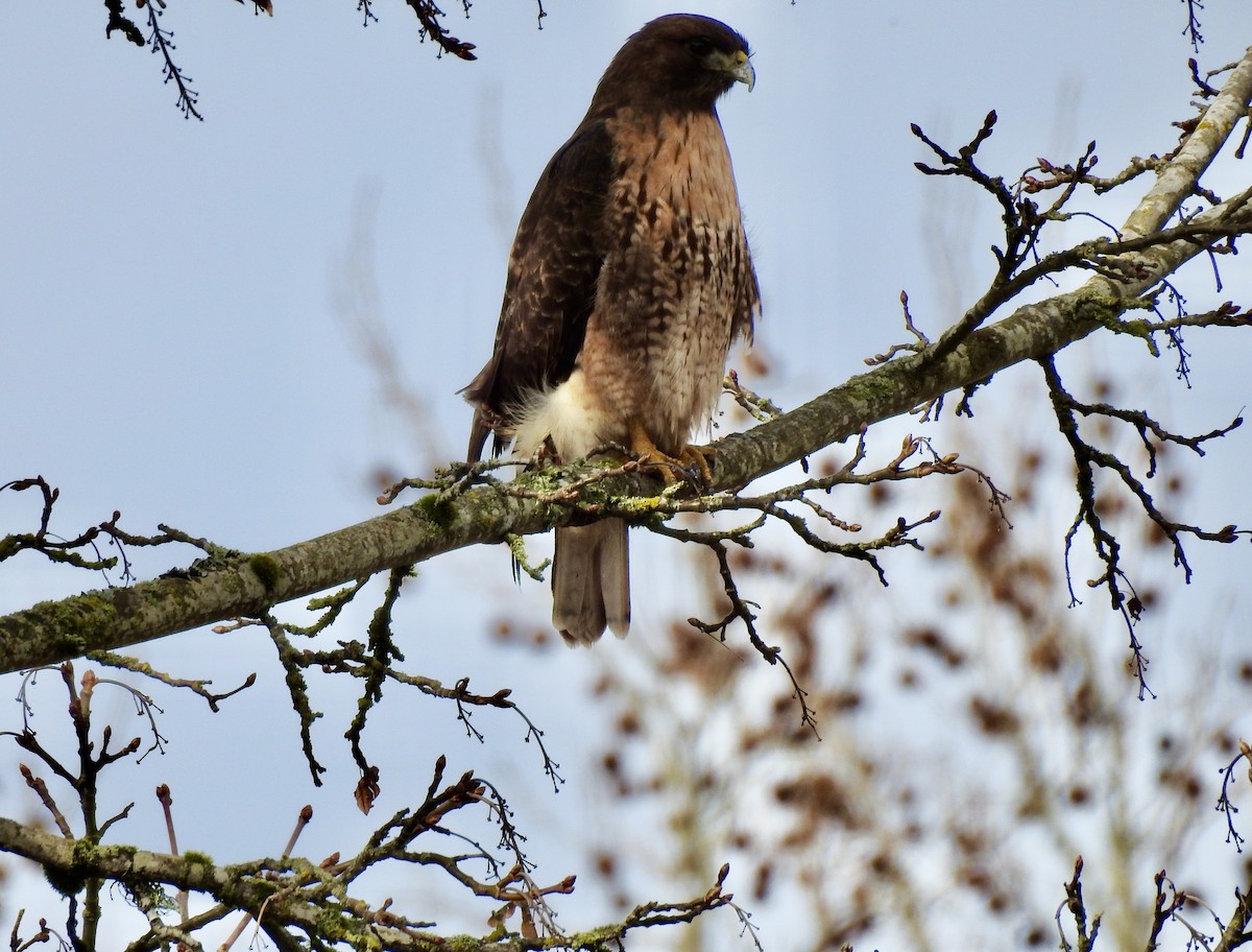 Red-tailed Hawk - ML421581901