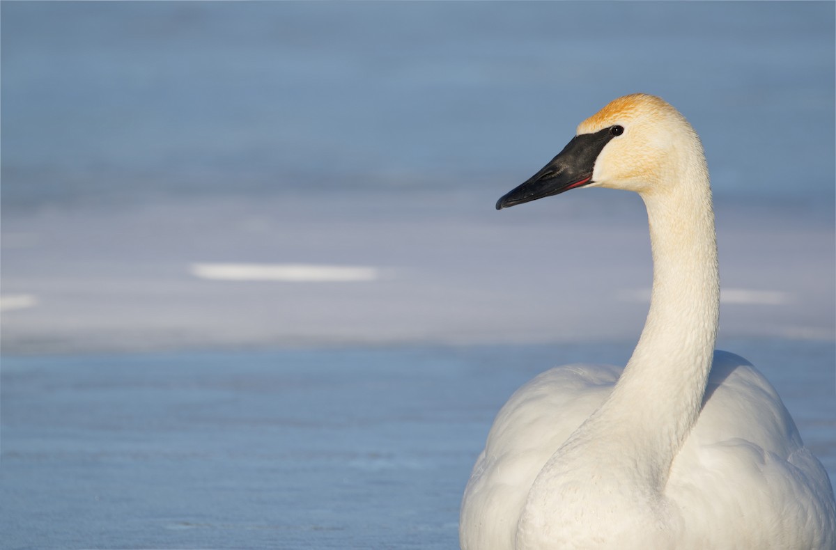 Trumpeter Swan - ML421582171