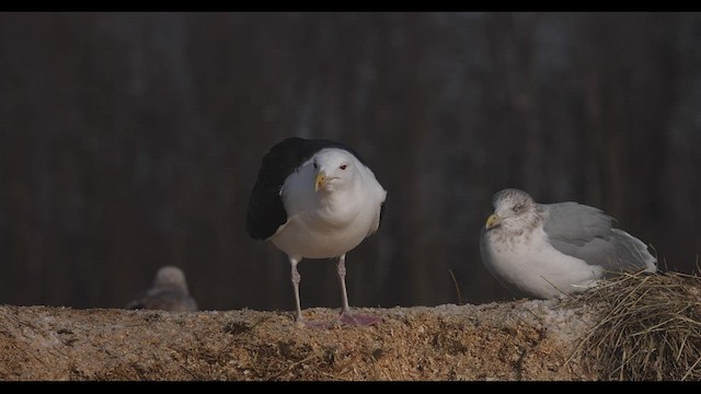 Great Black-backed Gull - ML421583141