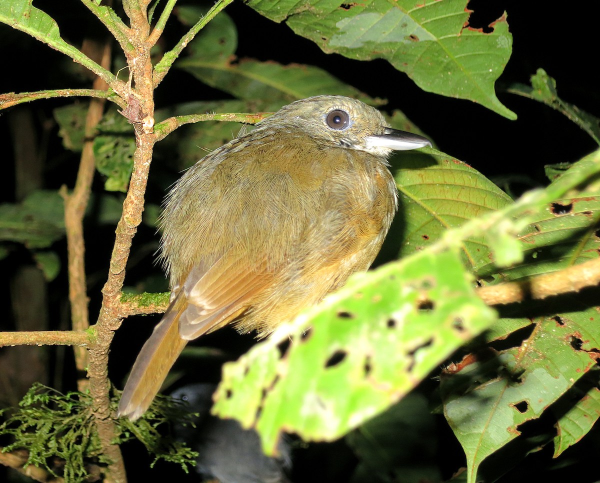 Dusky-throated Antshrike - ML421583531