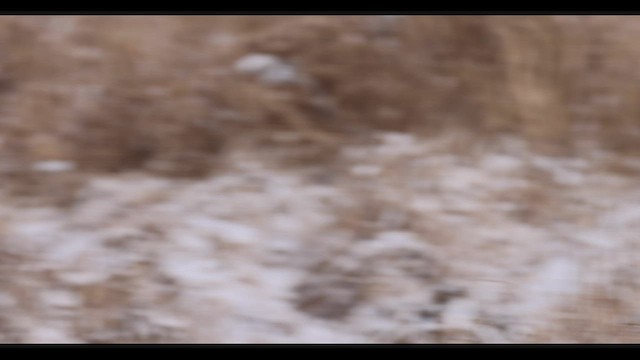 Eastern Phoebe - ML421583541