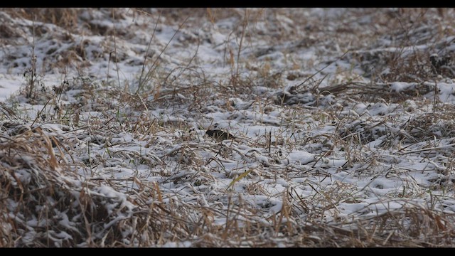 Eastern Phoebe - ML421583721