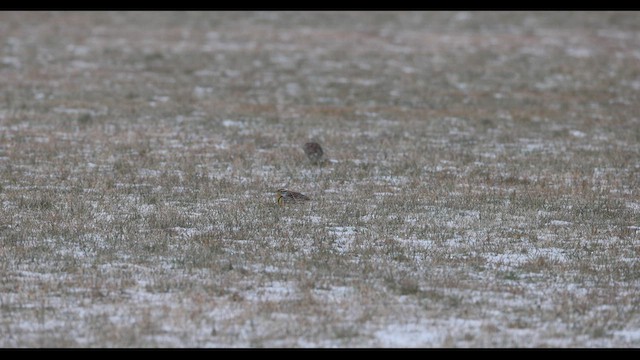 Eastern Meadowlark (Eastern) - ML421584921