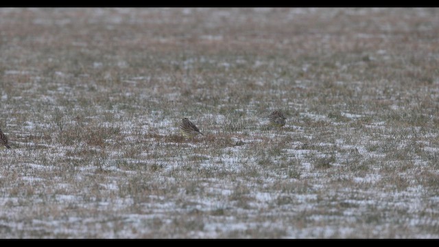 Eastern Meadowlark (Eastern) - ML421585261