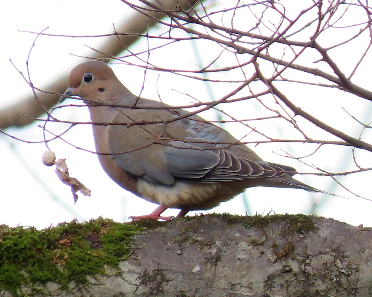 Mourning Dove - ML421585321