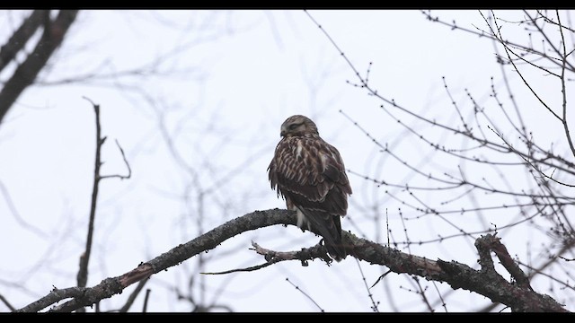 Raufußbussard - ML421585991