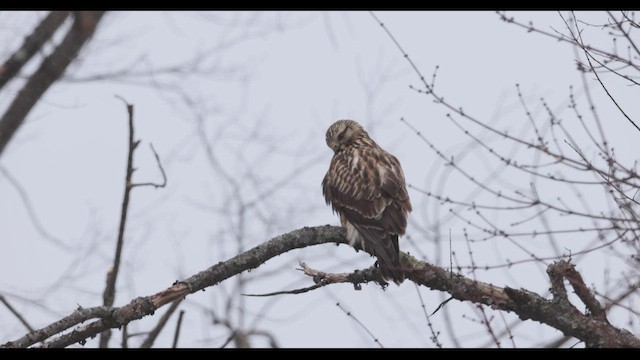 Raufußbussard - ML421586381