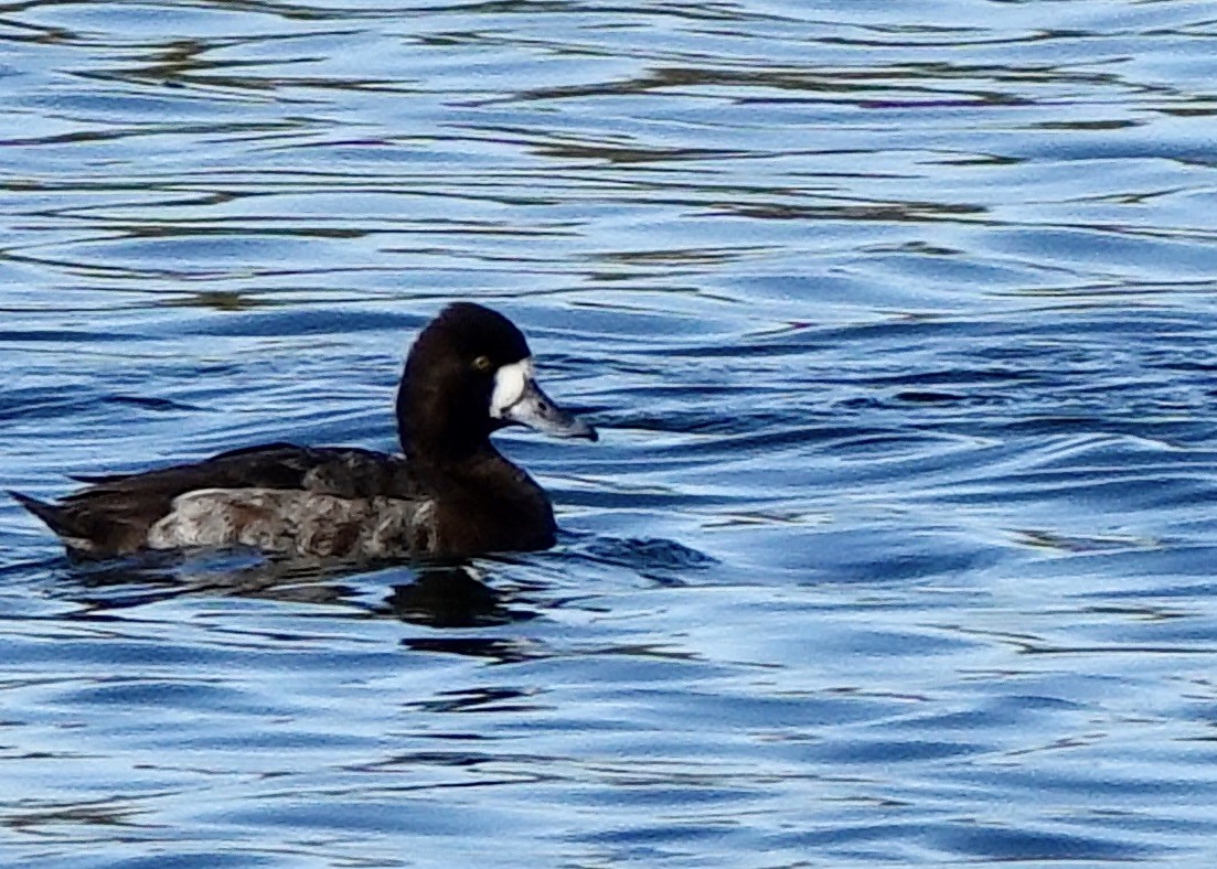 Lesser Scaup - ML421587711