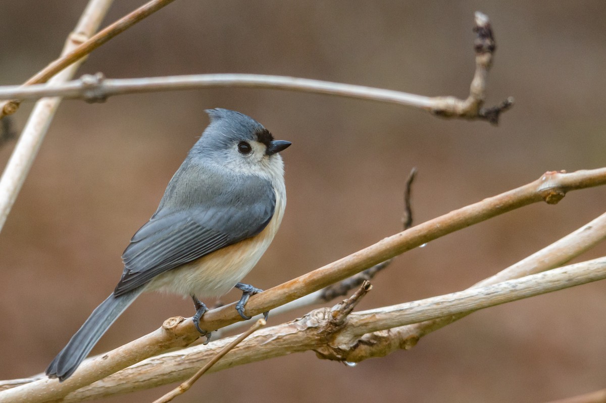 Tufted Titmouse - Ben McGann