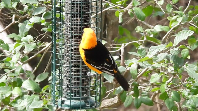 Oriole à gros bec - ML421589381