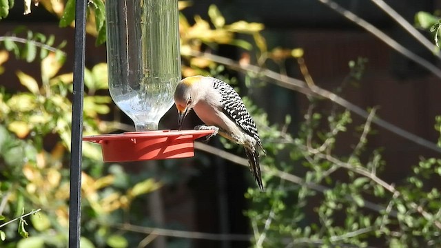 Golden-fronted Woodpecker - ML421589771