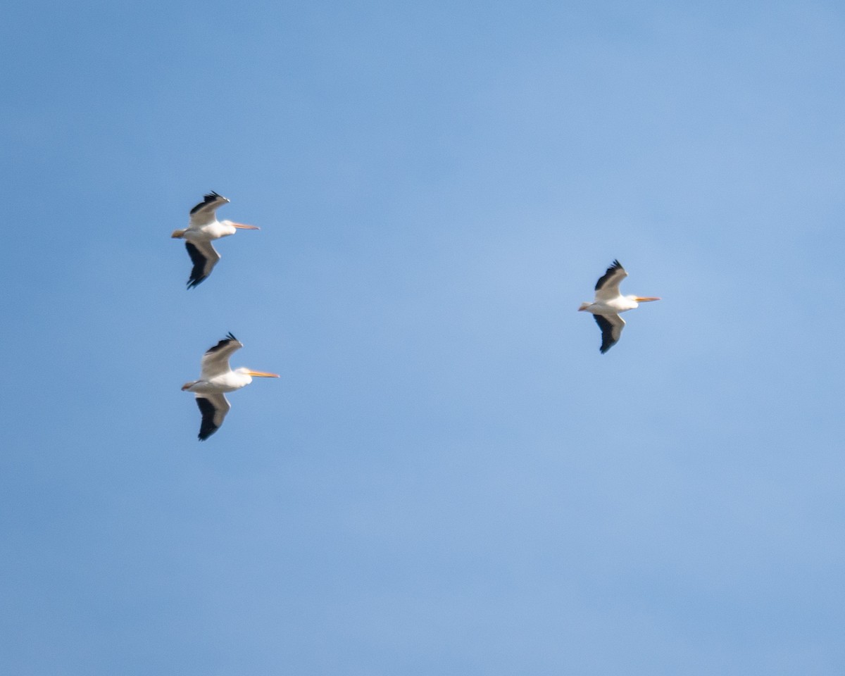 American White Pelican - ML421590751