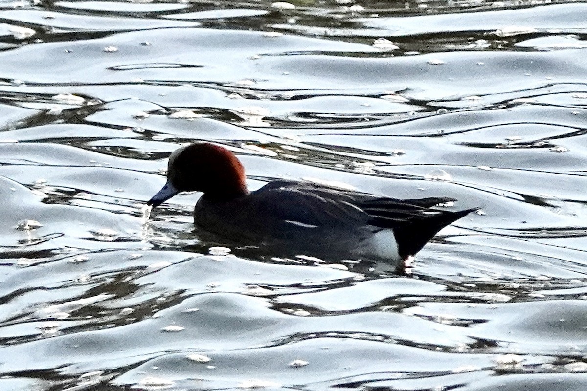 Eurasian Wigeon - ML421591851