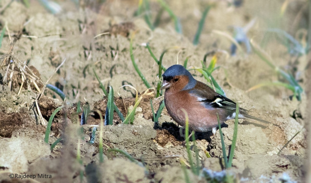 Common Chaffinch - ML421592521