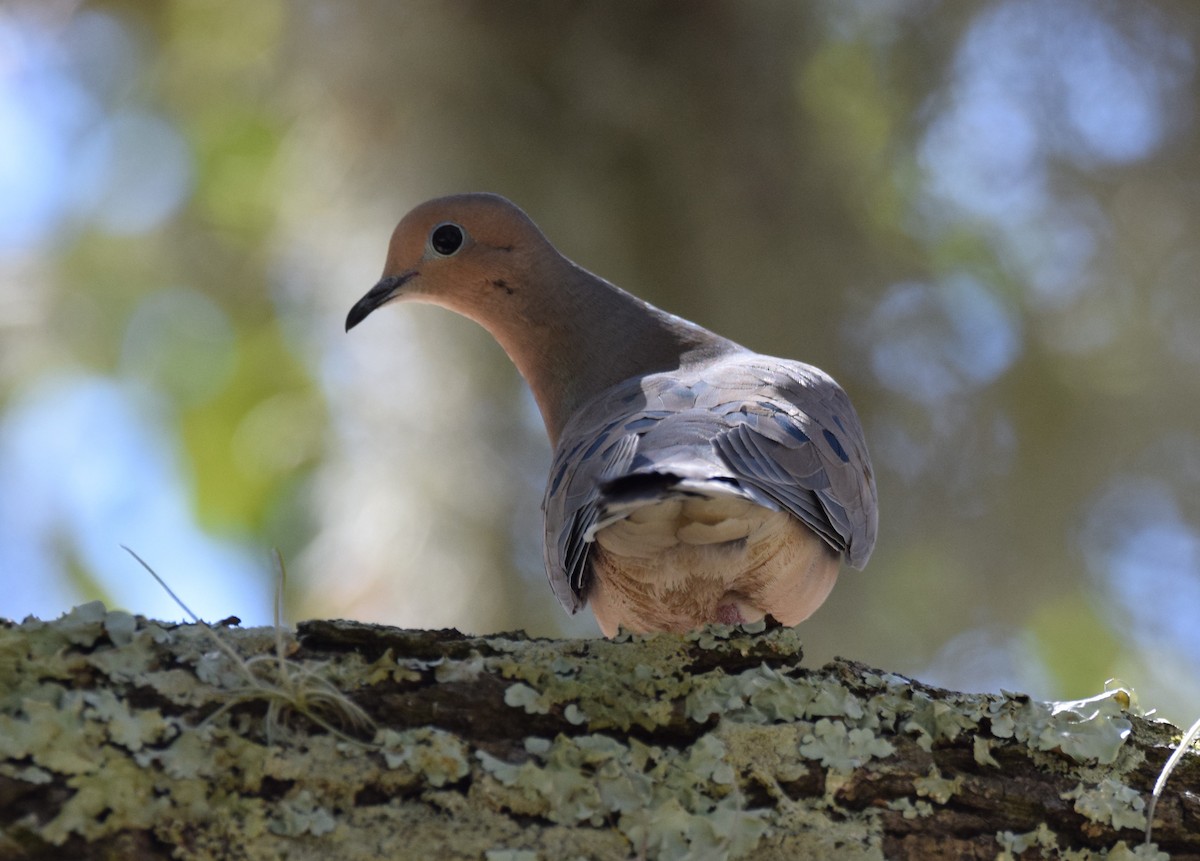 Mourning Dove - ML421595861