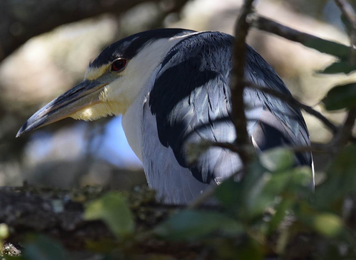 Black-crowned Night Heron - ML421595911