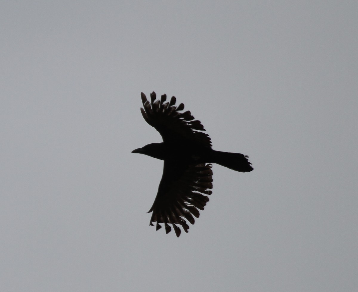 American Crow - ML421595961