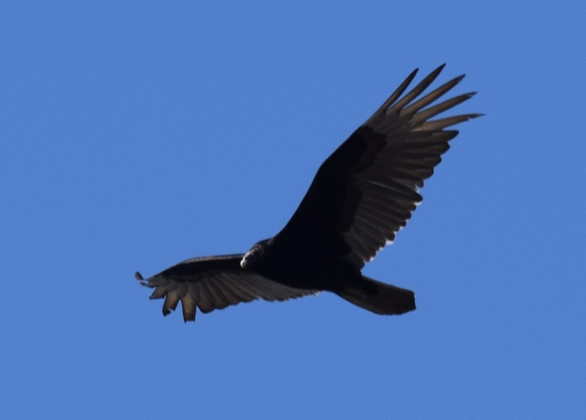 Turkey Vulture - ML421595981