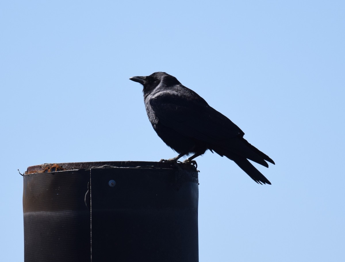 Fish Crow - ML421596021